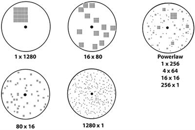 Distributed Adaptive Search in T Cells: Lessons From Ants